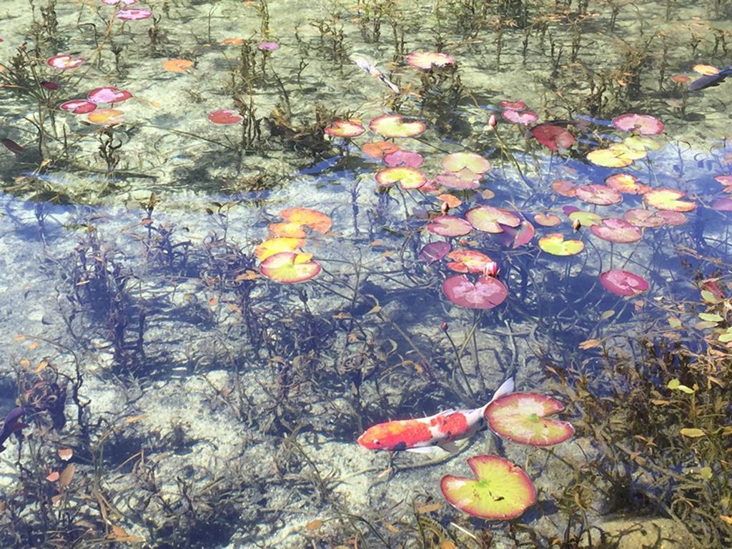 岐阜长良川都酒店 外观 照片 Water lily